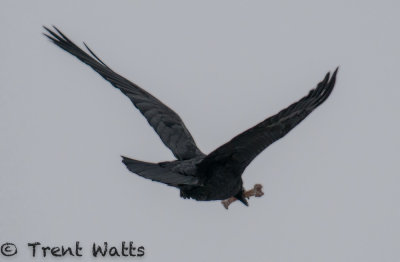 Common Raven with animal bone.