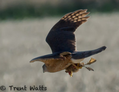 Cooper's Hawk with gosling for lunch.