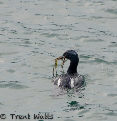 Pelagic Cormorant