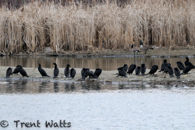 Double-crested Cormorants and Canada Geese