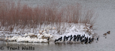 Cormorants, Pelicans Gulls and Geese in the snow.