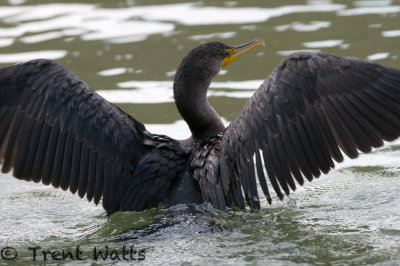 Double-crested Cormorant