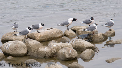 Franklins Gulls on river rocks.