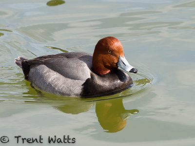 Redhead Duck (Male)