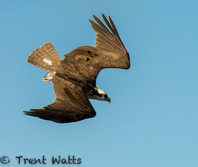 Osprey starting a water dive.