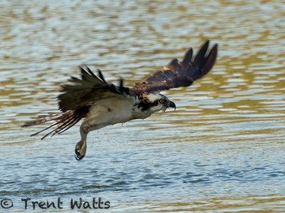 Osprey coming out of water after diving.