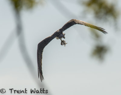 Osprey with fish