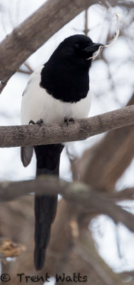 Black-billed Magpie