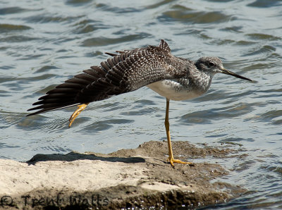 Greater Yellowlegs