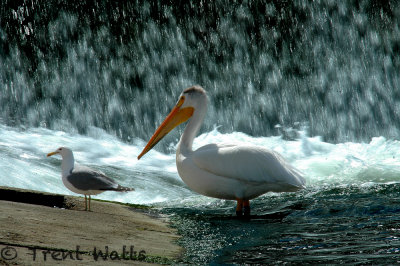 Pelican and Gull looking for food.