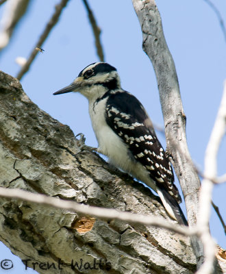 Hairy Woodpecker