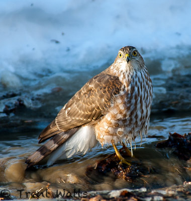 Sharp-shinned Hawk in December standing in water from a water line break.