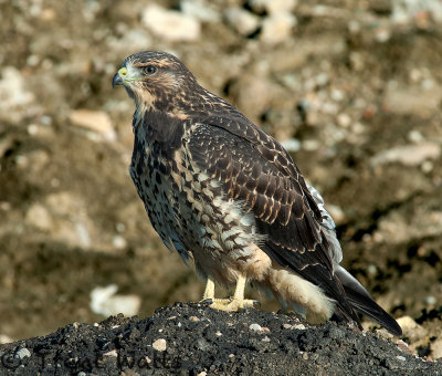 Swainson's Hawk