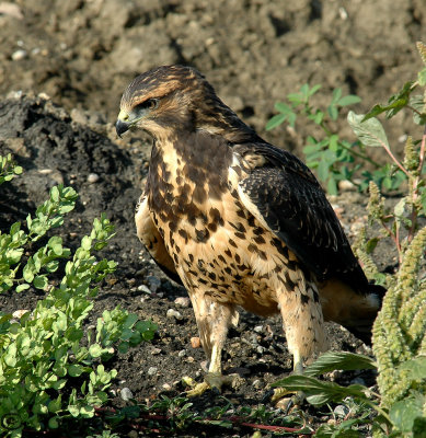 Swainson's Hawk
