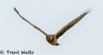Northern Harrier.
