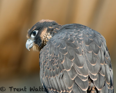 Peregrine Falcon