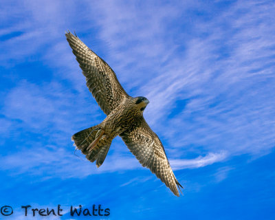 Peregrine Falcon, in training for Falconry.