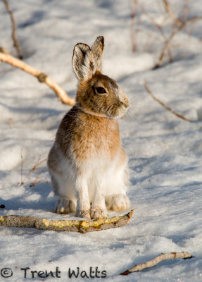 Nuttalls Cottontail just turning brown for summer. Late spring means lots of snow still around.