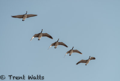 Canada Geese flying in formation.