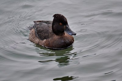 Tufted duck Aythya fuligula čopasta črnica DSC_0150Nxipb