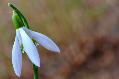 Common snowdrop Galanthus nivalis mali zvonček