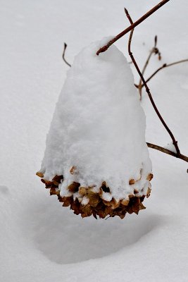 Snow flower