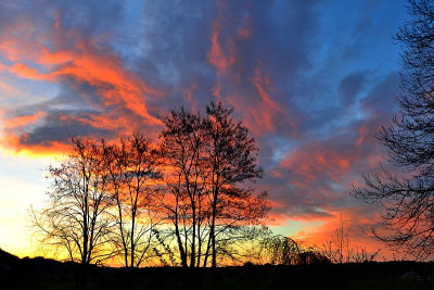 Morning glory dsc_0006yvpb