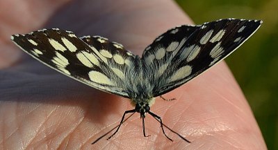  Melanargia galathea  travniski lisar dsc_1103Nzpb