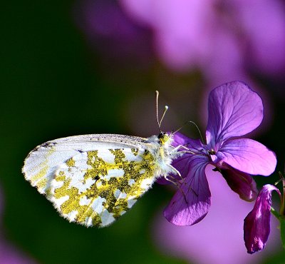 anthocharis_cardamines_zorica