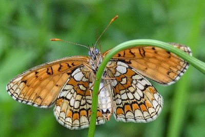 melitaea_athalia_navadni_pisancek