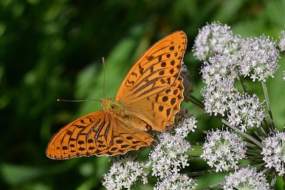 dsc_0682Nzpb