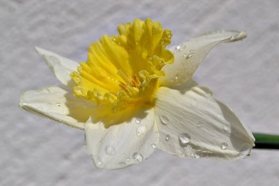 white_flowers
