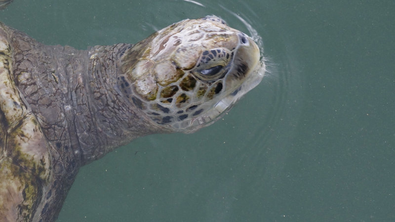 Turtle Farm Grand Cayman