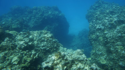 Under the Sea Grand Cayman