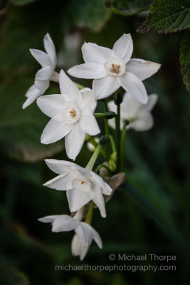 Paper Whites