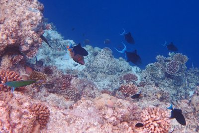 Odonus niger, redtoothed triggerfish