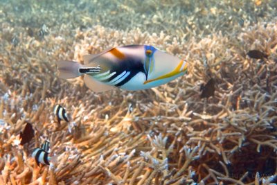 Picasso triggerfish or white-barred triggerfish (Rhinecanthus aculeatus)