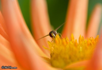 Hoverfly