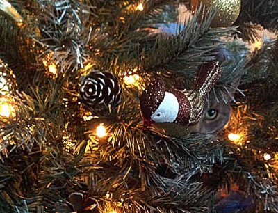 Patty's Cat in a tree