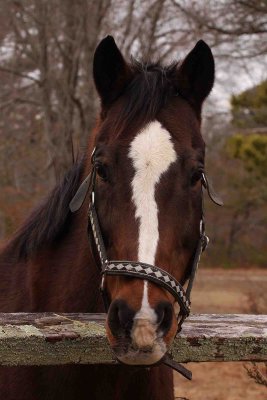Horse Manorville