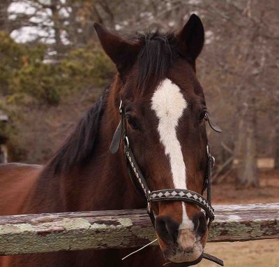 Horse Manorville