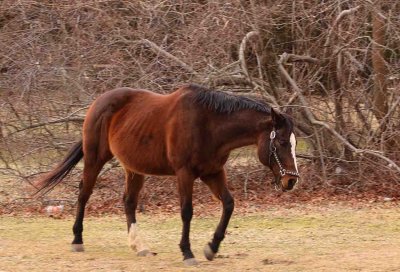 Horse Manorville