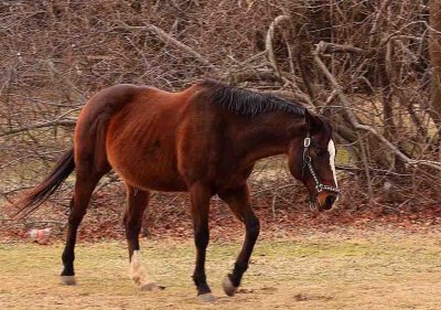 Horse Manorville