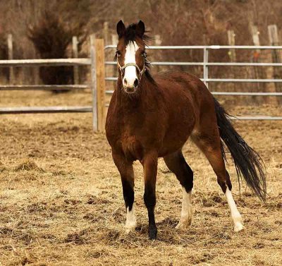 Horse Manorville