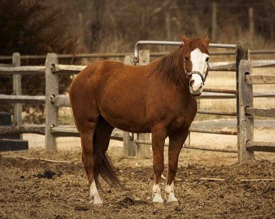 Horse Manorville