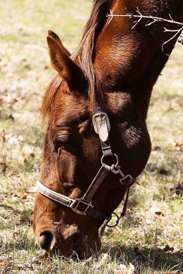 Horse Manorville