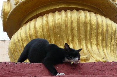 Temple cat in frenzy of religious ecstacy