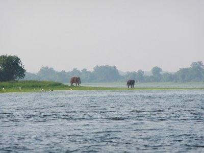Wild elephants on lake shore