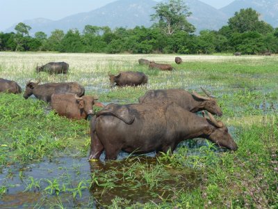 Herd of water buffalo beside highway