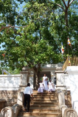 Sri Maha Bodhi (Sacred Bodhi Tree)